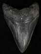 Bargain Megalodon Tooth - South Carolina #29242-1